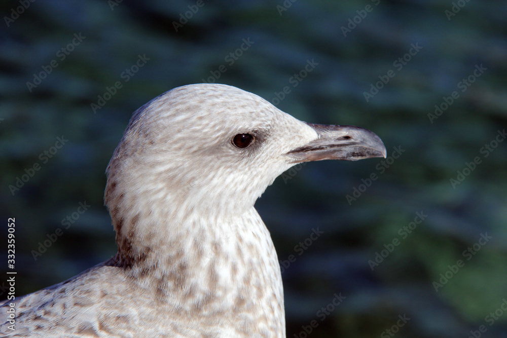 profil du goéland profil du goéland
