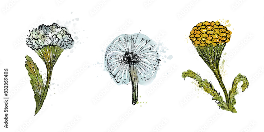 Series watercolor and ink: a set of three summer flowers: dandelion, tansy and yarrow.
