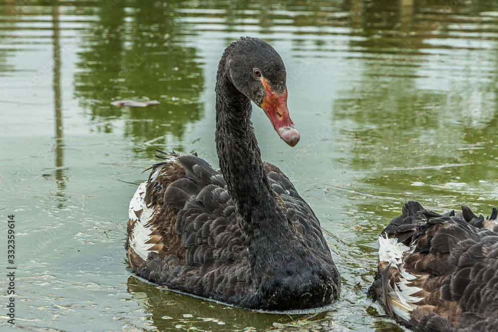 Fototapeta premium The black swan (Cygnus atratus) swims in a pond