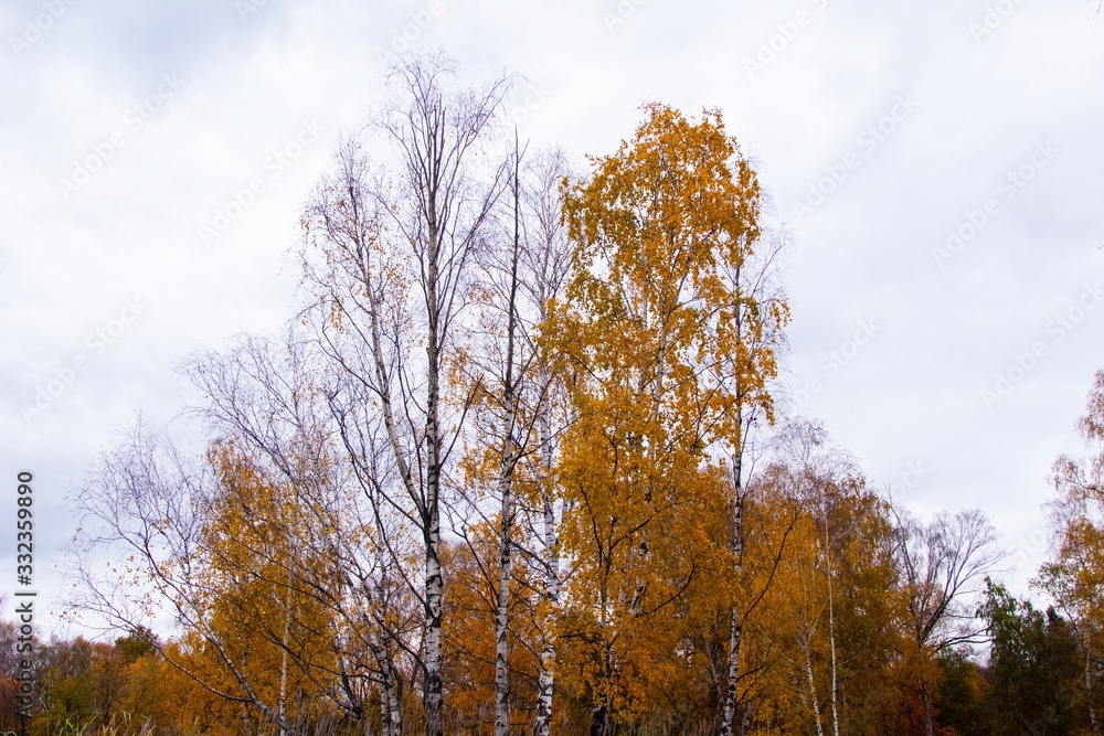 Fototapeta premium autumn, track, tree, leaves, walk