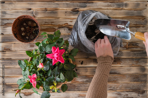 Woman's hands transplanting rose flower plant a into a new pot with iron shovel, soil on the wooden plank table. Home gardening relocating houseplant. Flat lay. photo