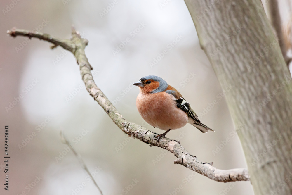 Common chaffinch fringilla coelebs male sitting on branch of tree in early spring. Cute kind little forest songbird in wildlife. Common chaffinch fringilla coelebs male sitting on branch of tree in early spring. Cute kind little forest songbird in wildlife.