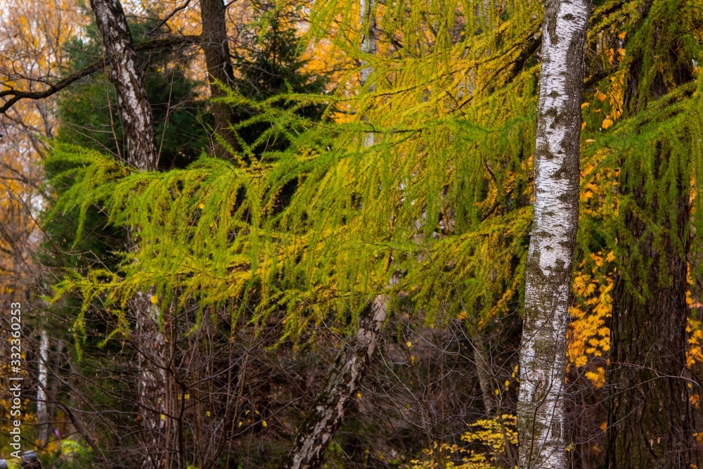 autumn, track, tree, leaves, walk