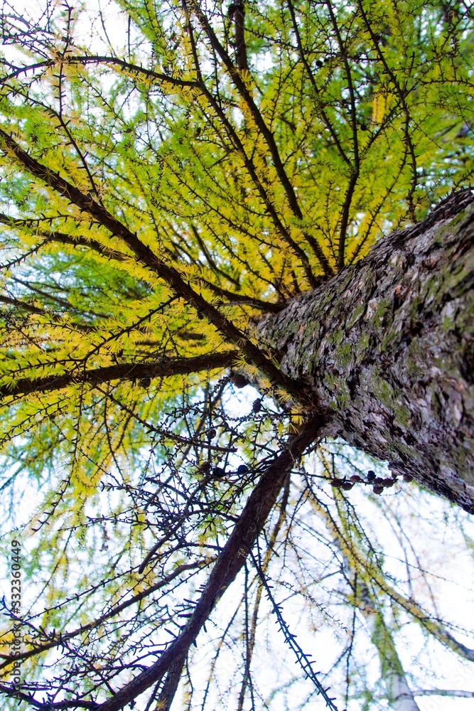 Fototapeta premium autumn, track, tree, leaves, walk