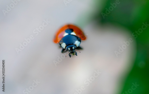 coccinelle