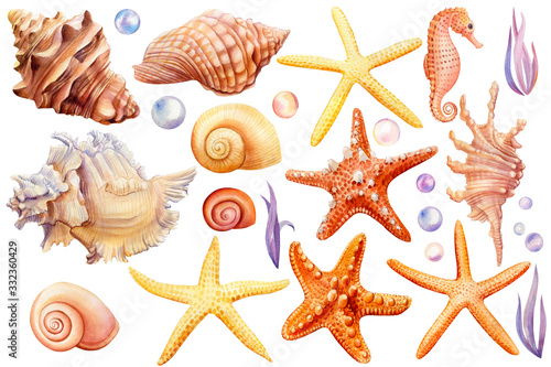 Summer sea clipart, watercolor set of seashells, seahorse, starfish, bubbles, seaweed on an isolated white background, hand drawing