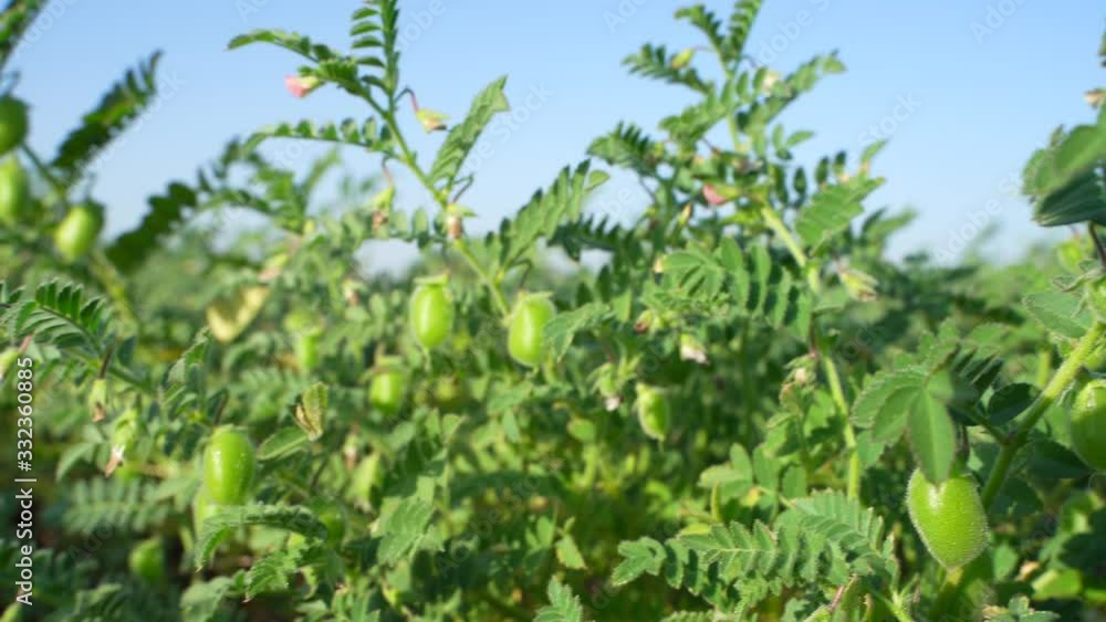 Close up view of green chickpea field in India Close up view of green chickpea field in India