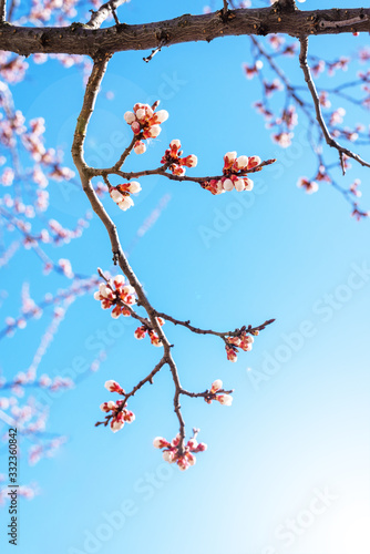 Flowering apricot branch against clear blue sky on sunny day. Apricot tree in bloom. Spring blossom background. Vertical orientation.