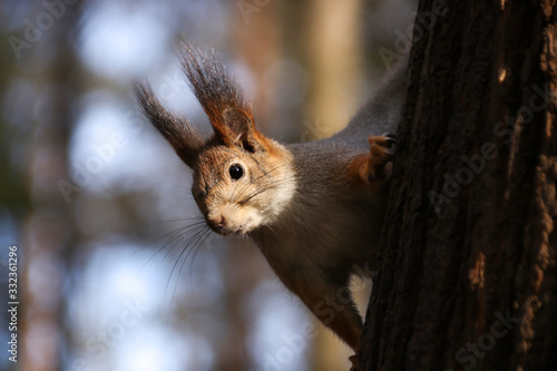 Wild squirrel in a natural habitat in a forest on a tree in sunny weather Moscow region