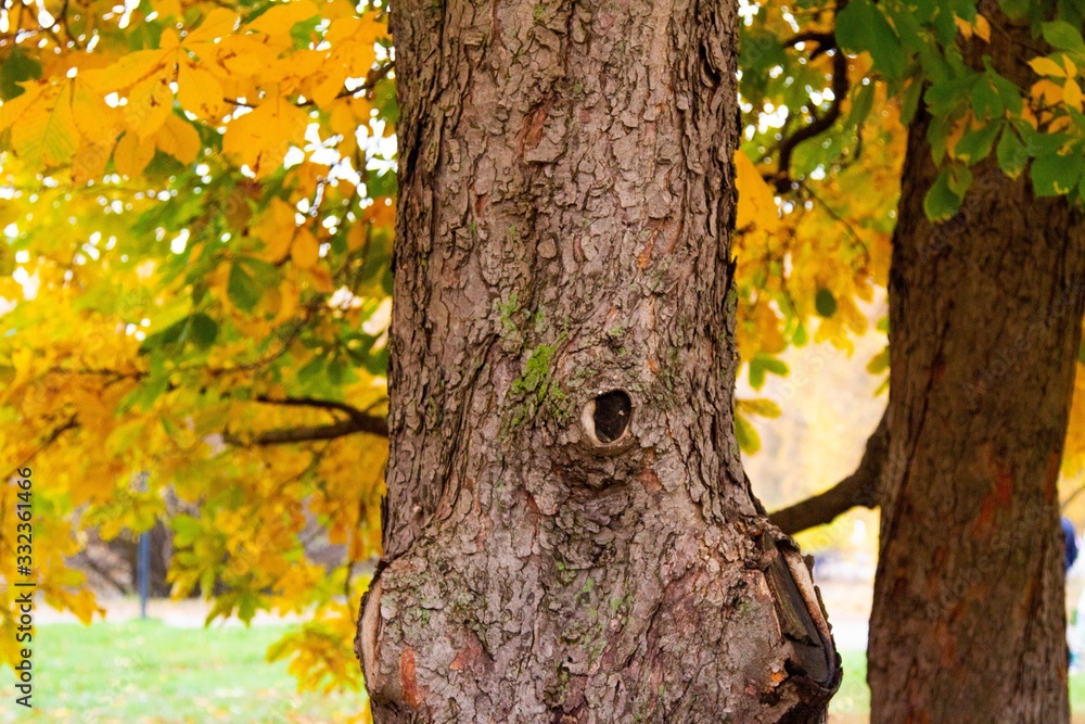 autumn, track, tree, leaves, walk