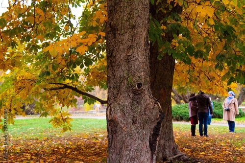 autumn, track, tree, leaves, walk © Maxim