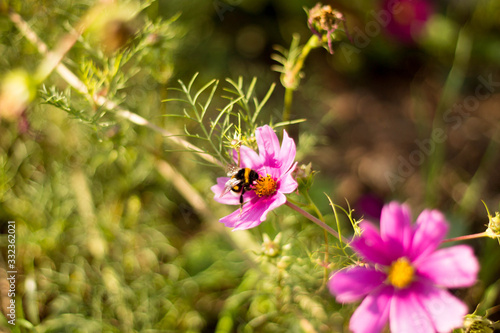 bee on the chrysanthemum flower