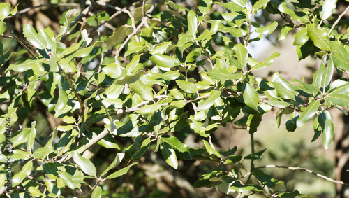 Quercus ilex | Nahaufnahme auf den dunkelgrün Blättern, glatt mit spitz gezähnt rand einer Steineiche  