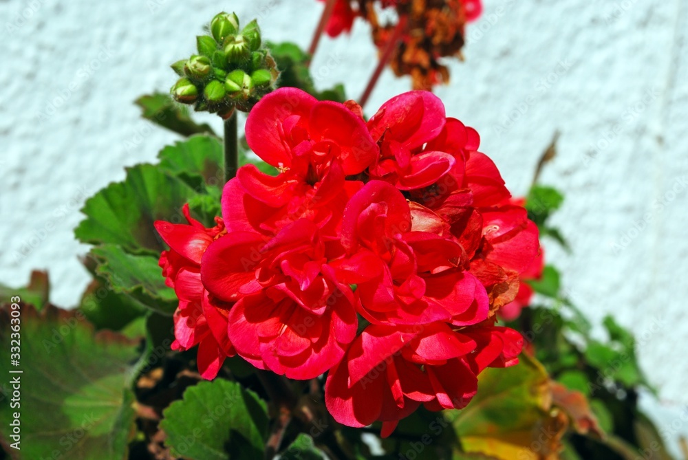 Pretty red Geranium plant against a white wall, Spain. Pretty red Geranium plant against a white wall, Spain.