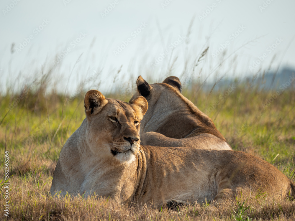 Naklejka premium G9MR33816