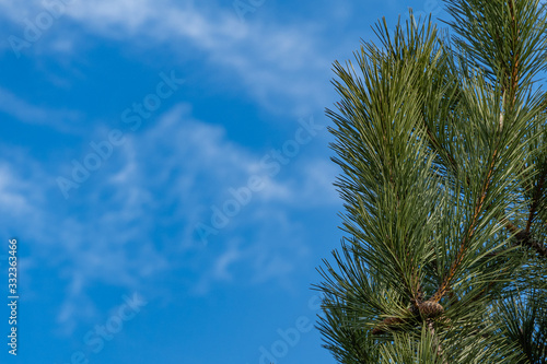 Luxurious Pinus Nigra, Austrian pine or black pine against blue sky. On pine branch is large brown cone. Winter landscaped garden. Sunny day. There is place for text.