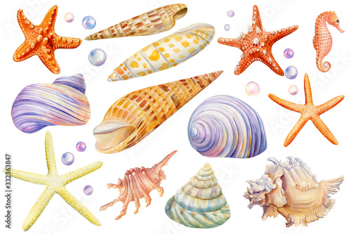 Photography Watercolor set of seashells and starfish on an isolated white background, hand d