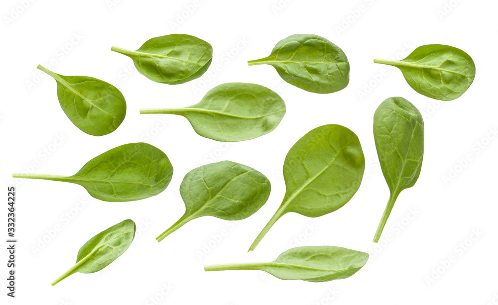 Spinach leaves isolated on a white background