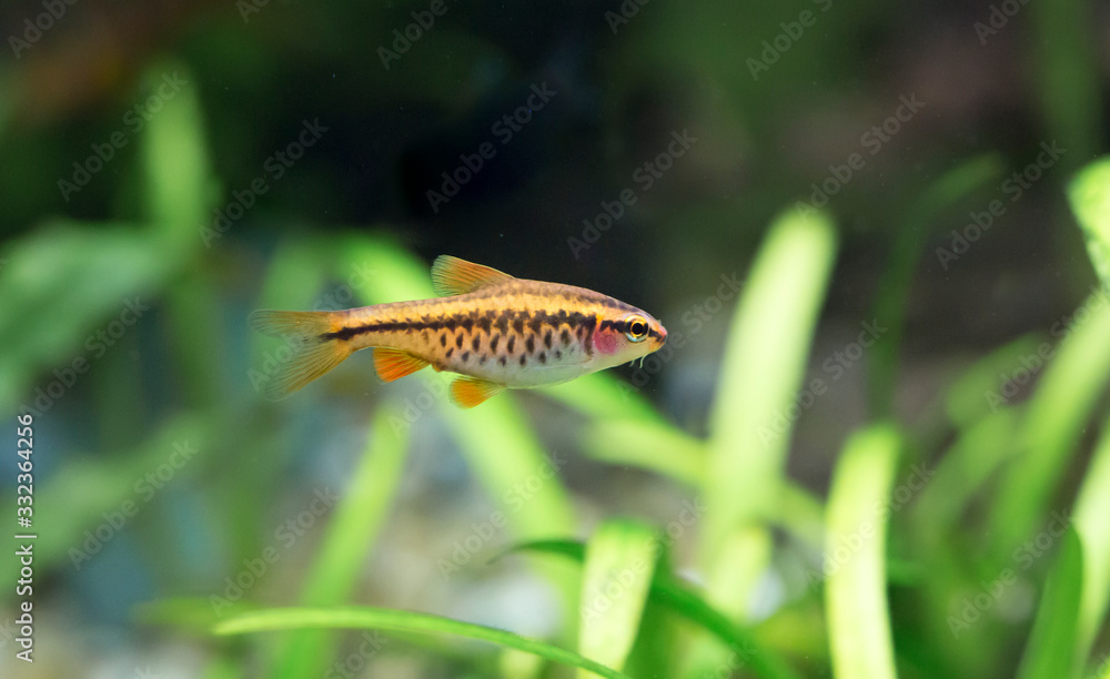 Puntius titteya. Tropische Fische schwimmen im Aquarium