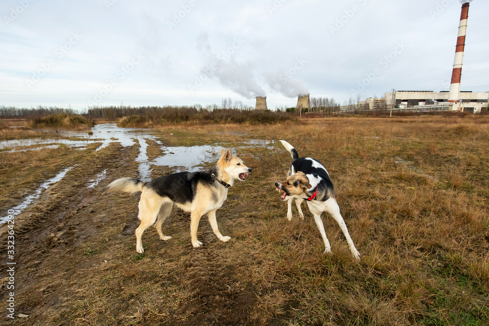 Dogs fighting in autumn field. cloudy day Dogs fighting in autumn field. cloudy day