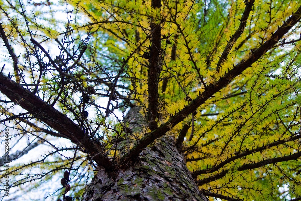 Fototapeta premium autumn, track, tree, leaves, walk