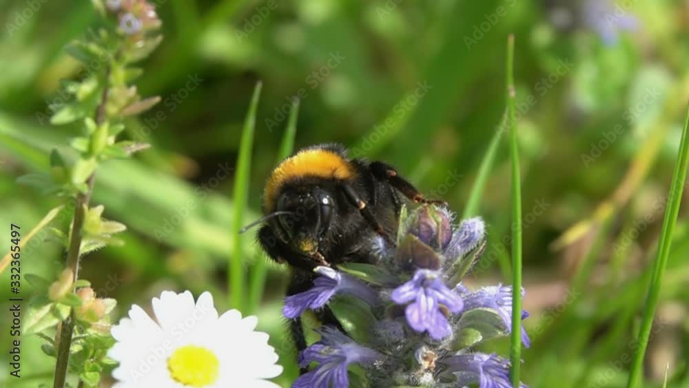 Bumblebee, Big Bee flying, take-off purple violet flower Bumblebee, Big Bee flying, take-off purple violet flower
