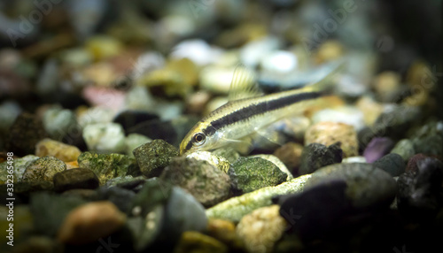 Crossocheilus siamensis. Tropische Fische schwimmen im Aquarium photo
