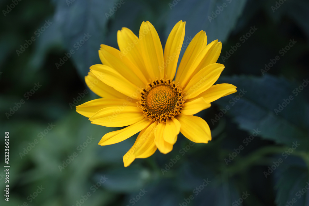 Growing heliopsis flower in garden Growing heliopsis flower in garden