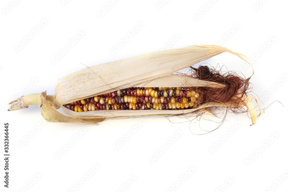Fototapeta premium Multicolor corn isolated on white. Aztec maize