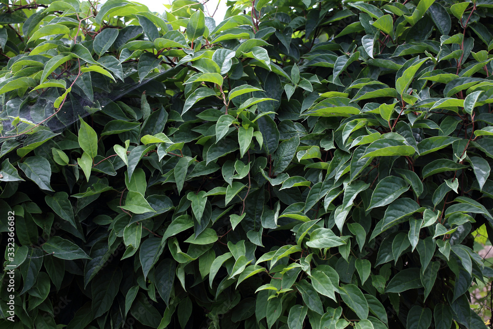 Fototapeta premium Growing Schisandra Chinensis plant. Background