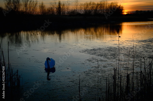 łabędź na spokojnej tafli jeziora o zachodzie słońca. Chorzow Slask, Śląsk Polska.