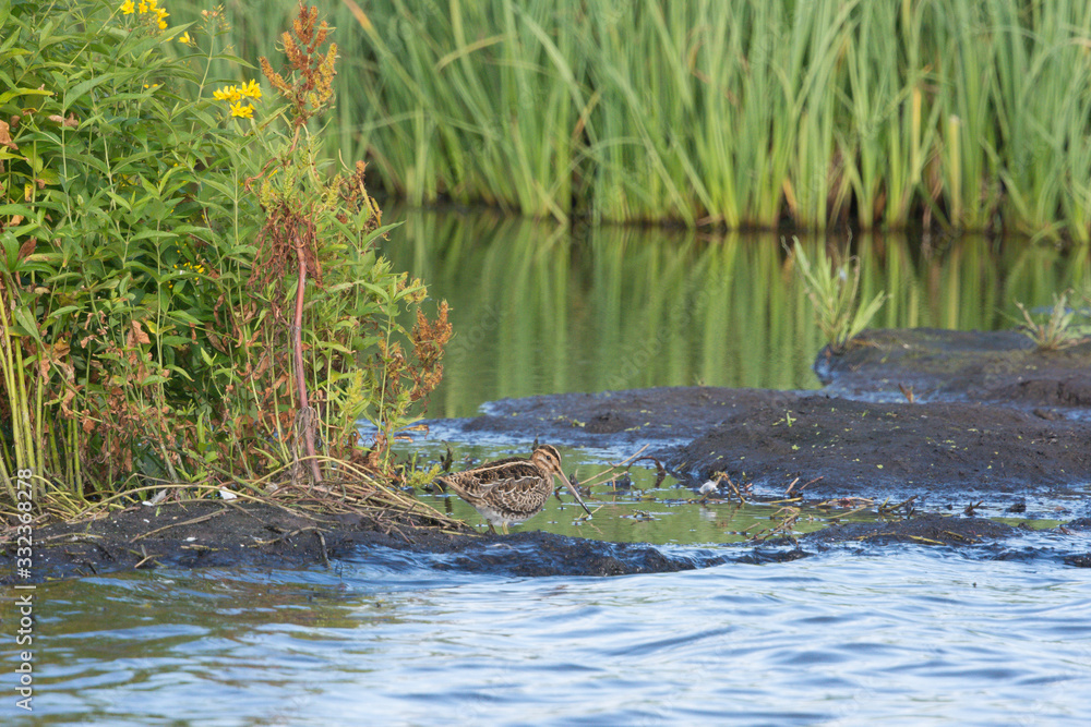 Fototapeta premium Bekassine