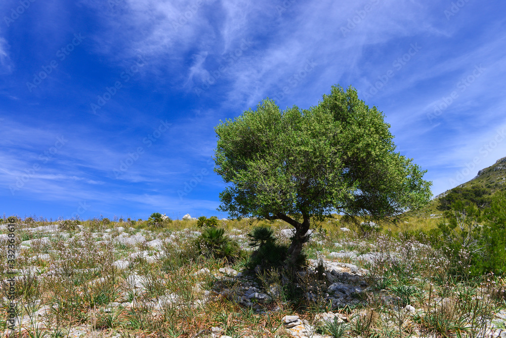 Mediterranean tree in Mallorca Island, Spain