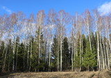 Spring landscape with bare birches and green firs on the forest edge against a blue sky with white clouds.  