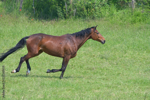 Footfall sequence, galloping mare, 1-5