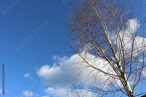 Texture of bare birch on the right and blue sky with white clouds. 