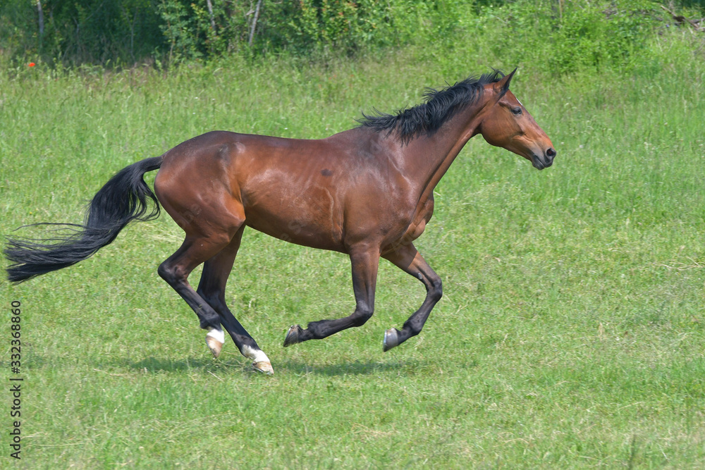 Fototapeta premium Footfall sequence, galloping mare, 2-5