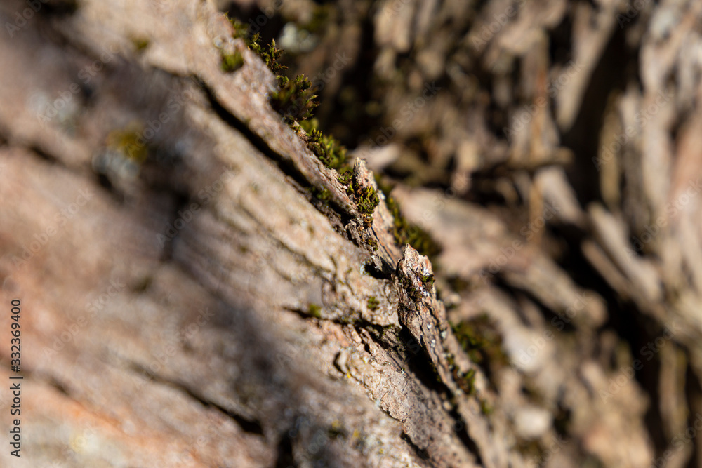 Corrugated bark structure with lichens on it. Corrugated bark structure with lichens on it.