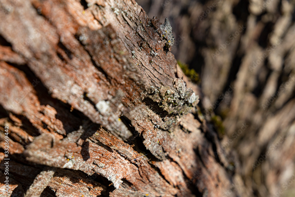 Corrugated bark structure with lichens on it. Corrugated bark structure with lichens on it.