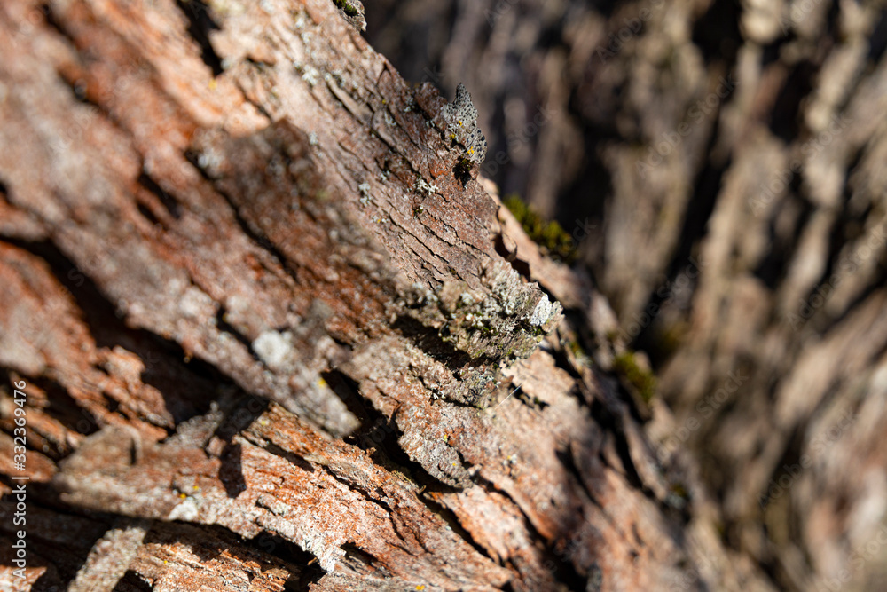 Corrugated bark structure with lichens on it. Corrugated bark structure with lichens on it.