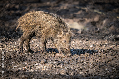 Young wild pig in nature
