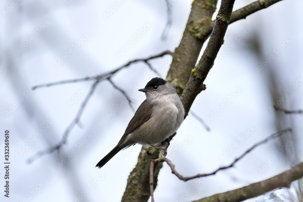 Blackcap europe forest passerine bird on tree Blackcap europe forest passerine bird on tree