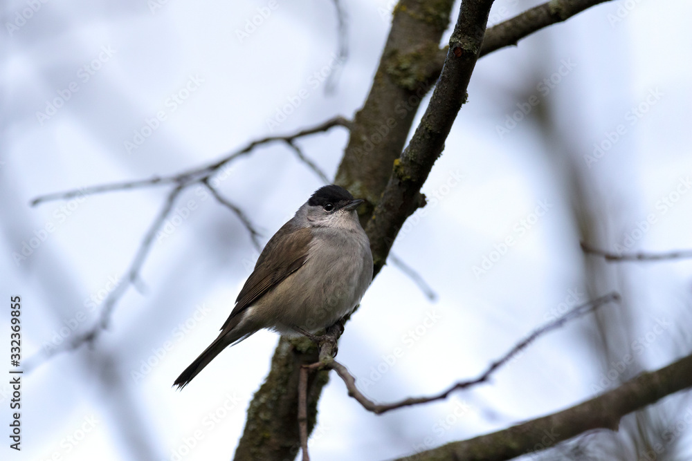 Blackcap europe forest passerine bird on tree Blackcap europe forest passerine bird on tree