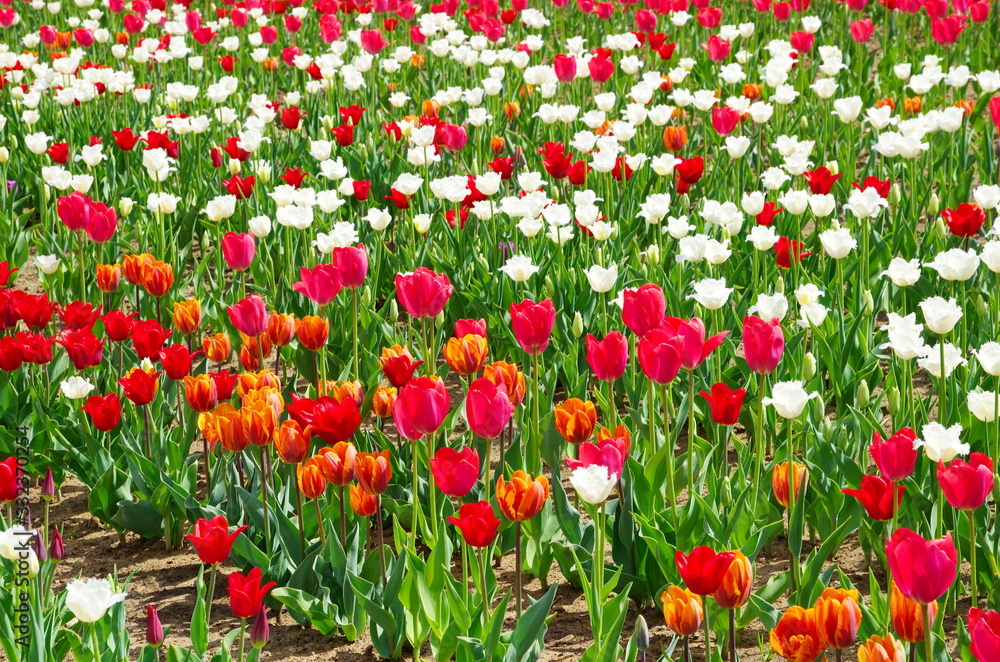 Colorful tulips bloom in the Park in spring