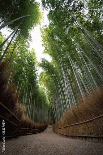 Bamboo forest valley without people  Kyoto