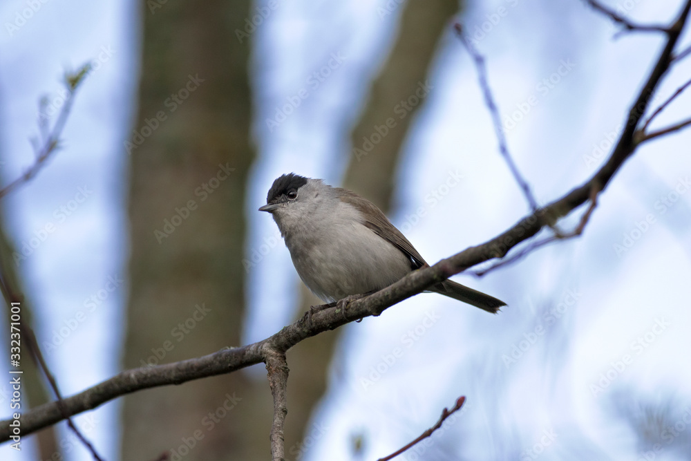 Blackcap europe forest passerine bird on tree Blackcap europe forest passerine bird on tree