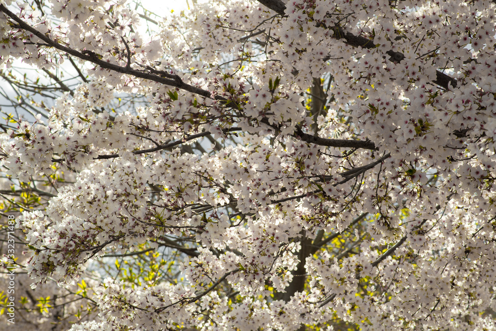 Flores de almendro almendros en flor Flores de almendro almendros en flor