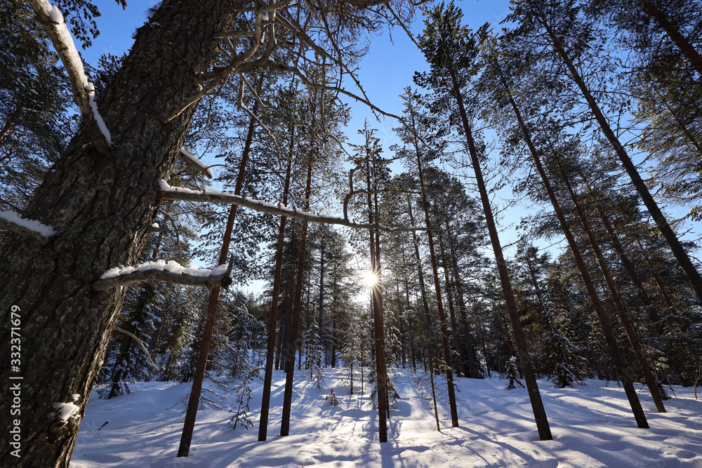 Fototapeta premium Scandinavian forest
