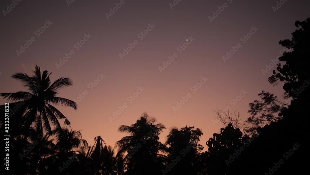 Real time shot of crescent moon at twilight and bird flying over tropical trees Real time shot of crescent moon at twilight and bird flying over tropical trees