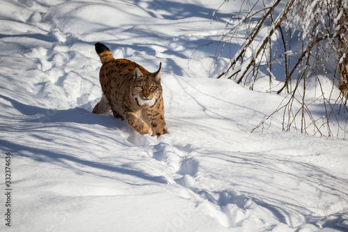Photography Euroasian lynx face to face in the bavarian national park in eastern germany, eu